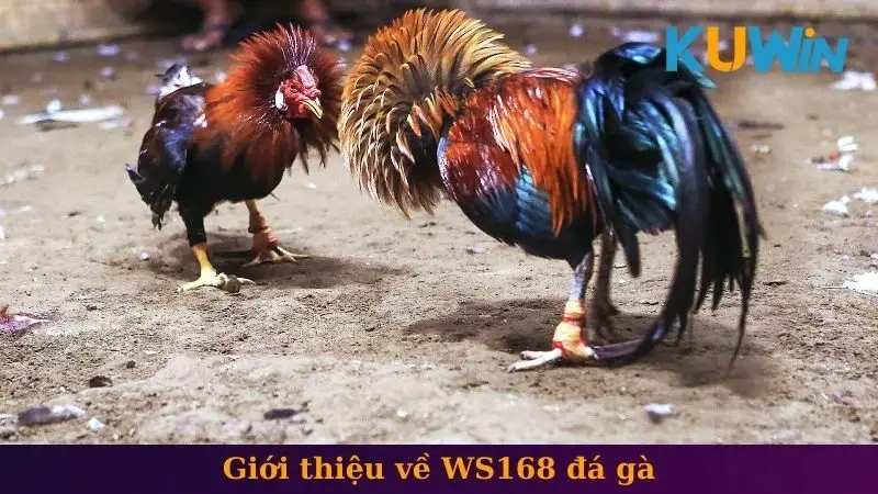 Giới thiệu về WS168 đá gà