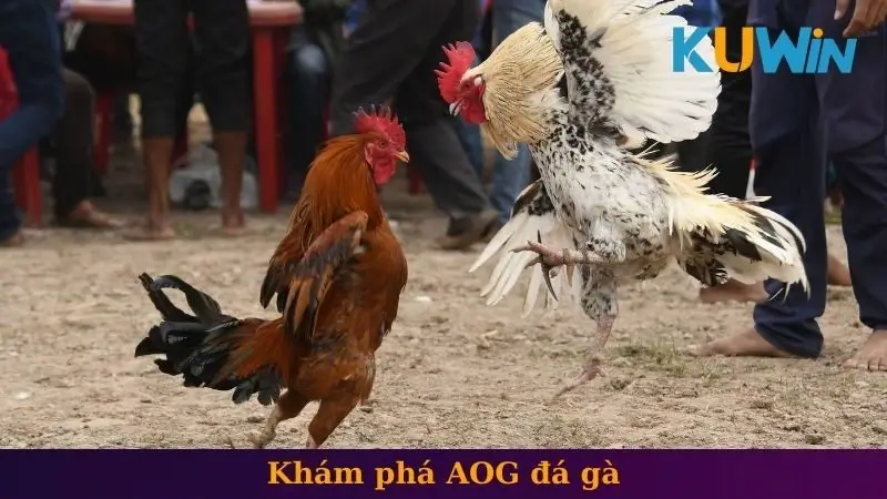 Khám phá AOG đá gà