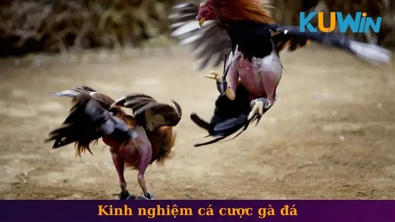 Kinh nghiệm cá cược gà đá