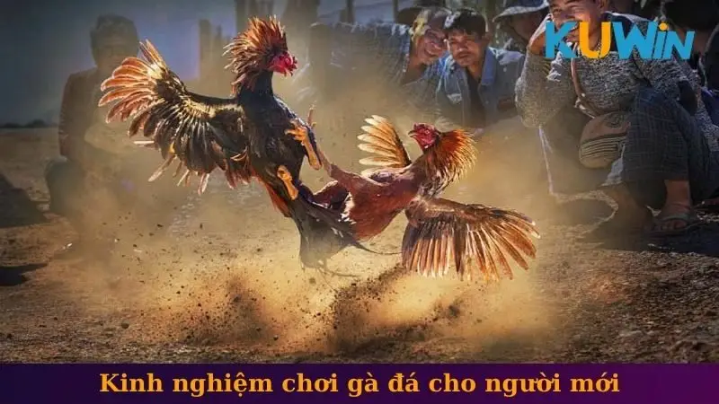 Kinh nghiệm chơi gà đá cho người mới