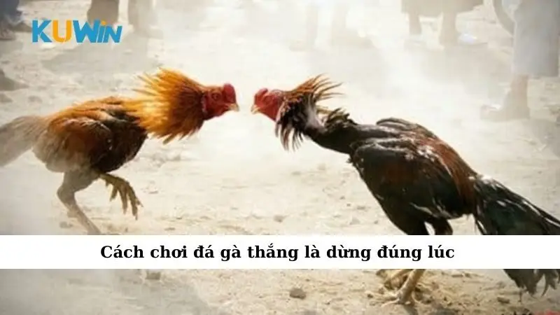 Cách chơi đá gà thắng là dừng đúng lúc