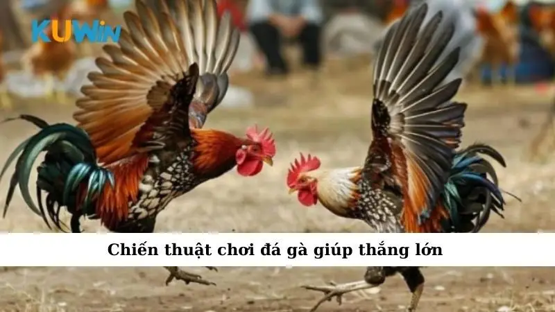 Chiến thuật chơi đá gà