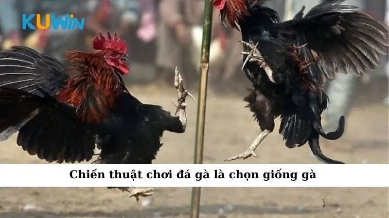 Chiến thuật chơi đá gà là chọn giống gà