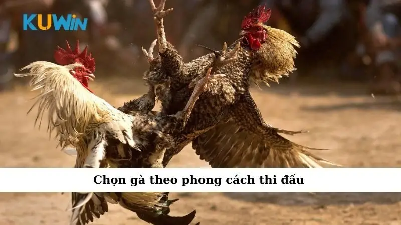 Chọn gà theo phong cách thi đấu