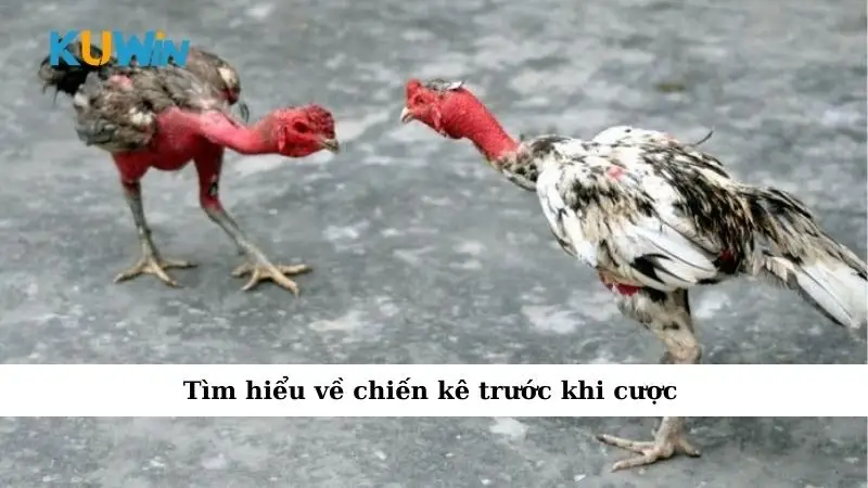 Tìm hiểu về chiến kê trước khi cược